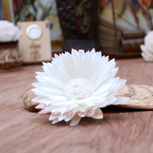 Sola-Flower-White-Sunflower
