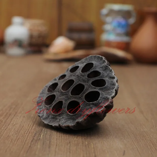 Lotus-pod-LargeLotus-pod-Large
