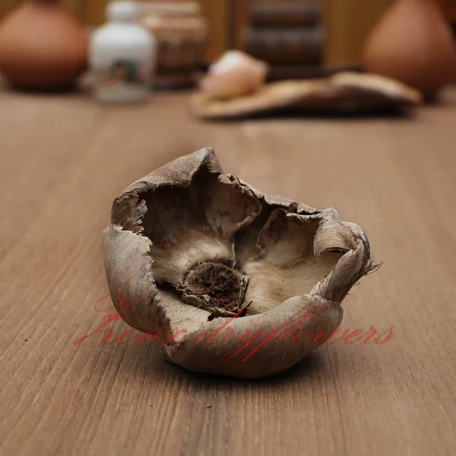 Palm-cup-large